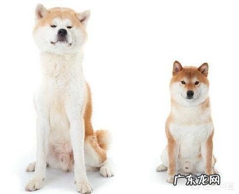 不认识狗狗是啥品种 哪些品种的狗长得很像，很容易被认错