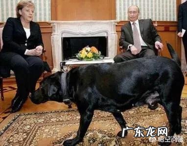 安倍送普京的秋田犬 普京饲养了哪些狗