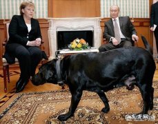 安倍送普京的秋田犬 普京饲养了哪些狗