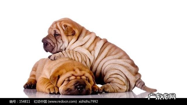 什么宠物值钱好卖 各种宠物的价钱都是怎样的