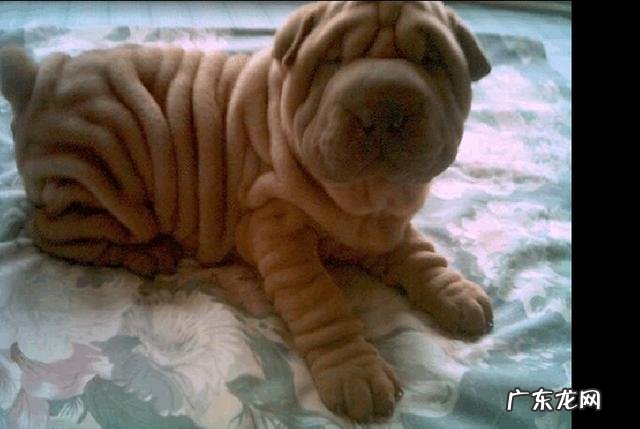 什么宠物值钱好卖 各种宠物的价钱都是怎样的