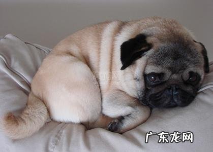 什么宠物值钱好卖 各种宠物的价钱都是怎样的