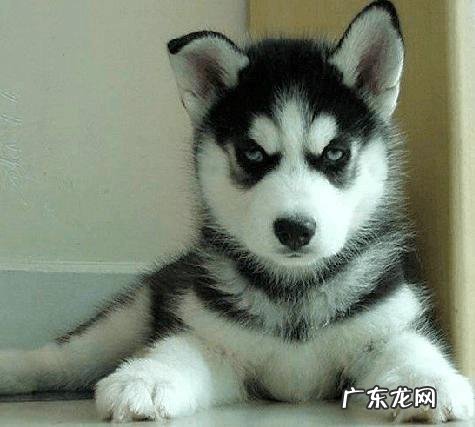 什么宠物值钱好卖 各种宠物的价钱都是怎样的