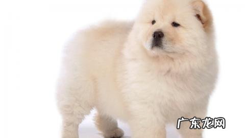 什么宠物值钱好卖 各种宠物的价钱都是怎样的