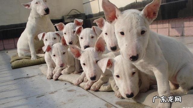 什么宠物值钱好卖 各种宠物的价钱都是怎样的