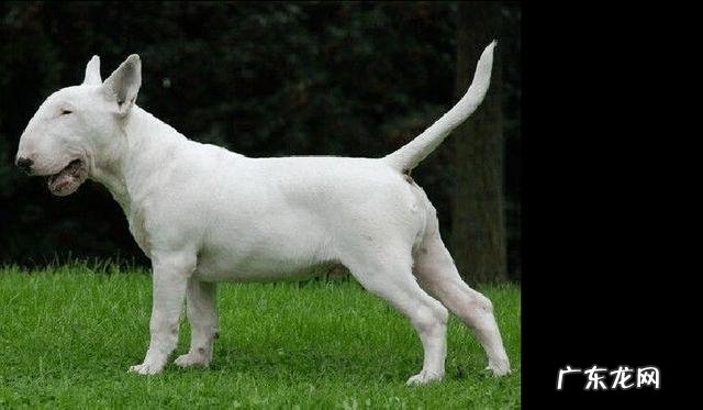 什么宠物值钱好卖 各种宠物的价钱都是怎样的