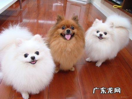 什么宠物值钱好卖 各种宠物的价钱都是怎样的