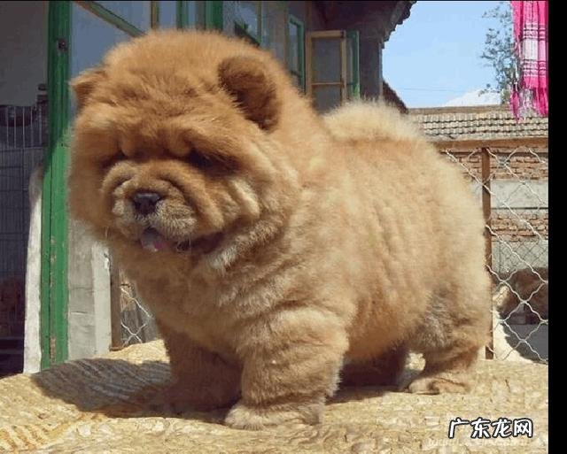 什么宠物值钱好卖 各种宠物的价钱都是怎样的