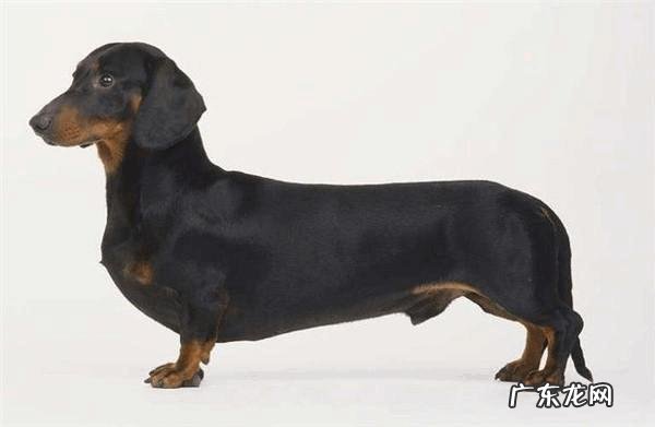 什么宠物值钱好卖 各种宠物的价钱都是怎样的