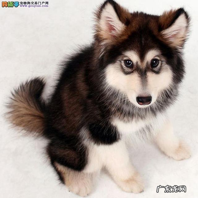 什么宠物值钱好卖 各种宠物的价钱都是怎样的