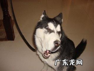 什么宠物值钱好卖 各种宠物的价钱都是怎样的