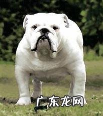 什么宠物值钱好卖 各种宠物的价钱都是怎样的