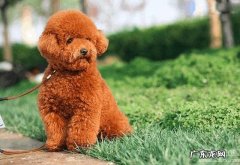 什么宠物值钱好卖 各种宠物的价钱都是怎样的