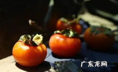 磨盘柿子和酸奶能一起吃吗 柿子和酸奶能一起吃吗