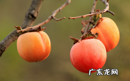梦见柿子是怎么回事 梦见柿子预示着什么