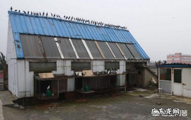养殖鸽子怎么建鸽舍 鸽舍建在哪里合法