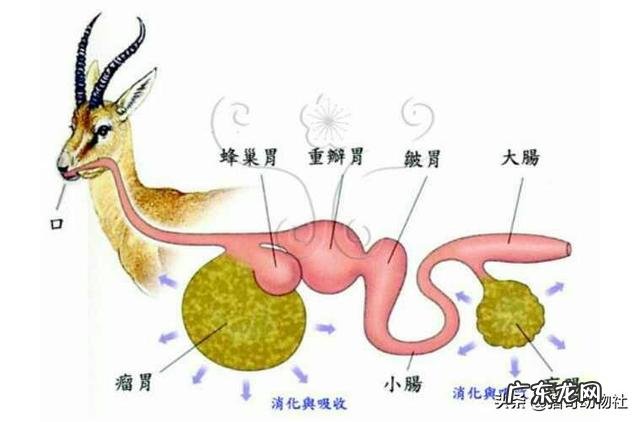 有宠物羊吗 为什么羊没能成为人类的宠物