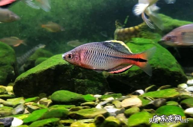 鱼缸里长藻类，对观赏鱼益处多多，可为什么一些鱼友要除之而后快呢