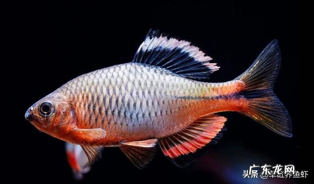 鱼缸里长藻类，对观赏鱼益处多多，可为什么一些鱼友要除之而后快呢