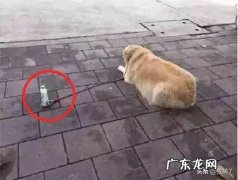 猫追着人咬是为什么 为什么有些狗会追着猫咬