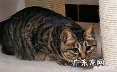 狸花猫是不是很野 家养的狸花猫和流浪的狸花猫，谁的野性更大一点