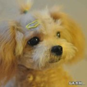 养狗跟养猫哪个更麻烦 养狗和猫你会养哪种