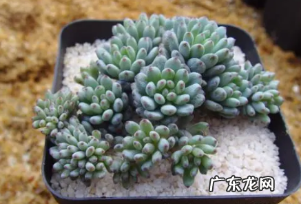多肉蓝豆冬天怎么样 多肉蓝豆是不是很难养