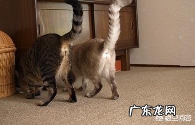 猫可以洗吗 猫的屁股要不要经常洗