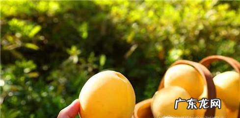 新鲜黄桃怎么挑