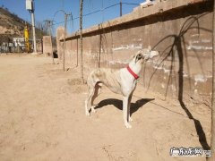 我想买只小个的格力犬，纯种的大概需要多少钱，养的话需要注意什么