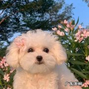 狗狗布氏杆菌能治愈吗 布鲁氏杆菌狗狗是如何感染de