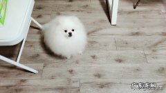 博美最怕什么惩罚 博美犬最怕什么事情，什么对它来说就是死穴