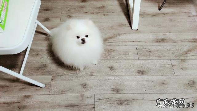 博美最怕什么惩罚 博美犬最怕什么事情,什么对它来说就是死穴
