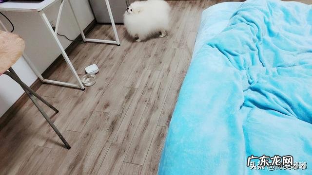 博美最怕什么惩罚 博美犬最怕什么事情,什么对它来说就是死穴