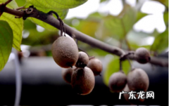 武汉花果山景区在哪里 武汉植物园猕猴桃哪里有卖的