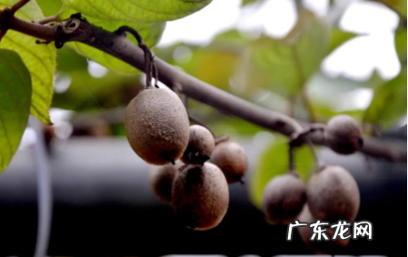 武汉花果山景区在哪里 武汉植物园猕猴桃哪里有卖的