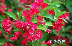 锦带花什么时候开花 锦带花有休眠期吗