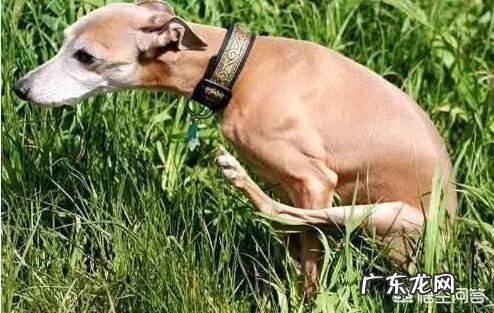 狗高兴时和不高兴时的表现 狗狗不高兴的时候会有什么样的表现