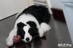狗高兴时和不高兴时的表现 狗狗不高兴的时候会有什么样的表现