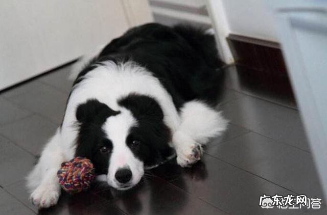 狗高兴时和不高兴时的表现 狗狗不高兴的时候会有什么样的表现