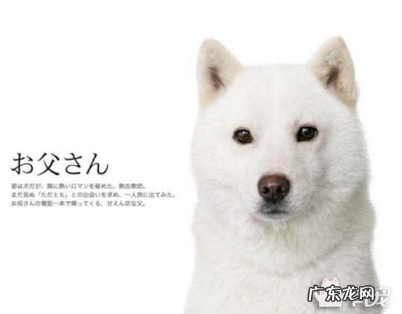 犬夜叉是什么犬类 你知道犬夜叉一家人是属于什么品种的狗么