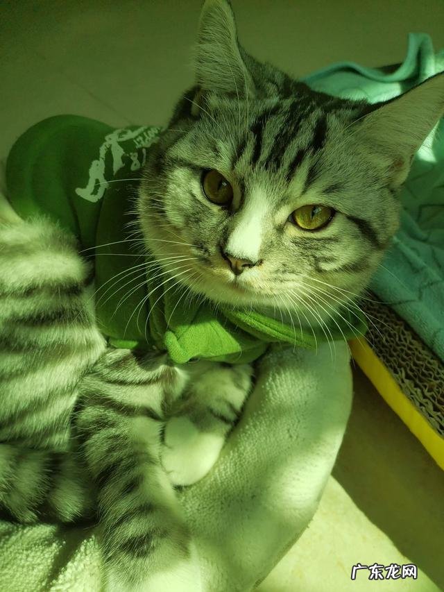 如果对猫咪不好,它有什么表现 是不是不能对猫咪太好了