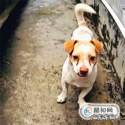 遇到狗跟着你叫怎么办