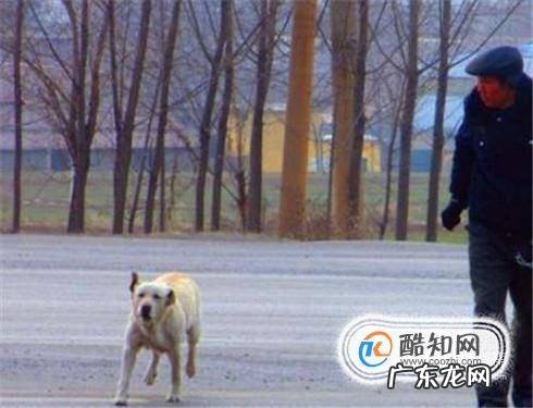 遇到狗跟着你叫怎么办