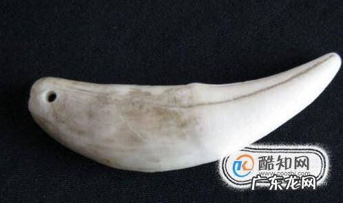 狼牙怎么辨别真假