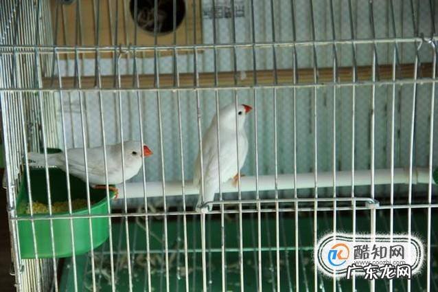 珍珠鸟怎么繁殖快