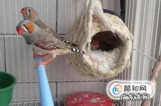 珍珠鸟怎么繁殖快