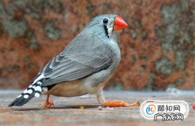 珍珠鸟怎么繁殖快