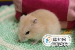 可爱小仓鼠的种类