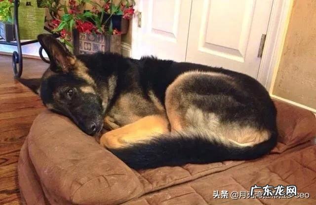 狗为什么整天在睡觉 狗为什么没事就睡觉
